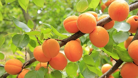 Genome of apricot: Apricots, beloved for their sweet fruit and vibrant blooms, are typically found in colder northern regions of China. [Pixabay]