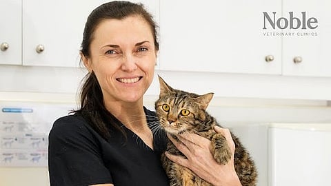 A veterinarian checks on a cat to determine if there is any presence of ticks or tick-borne disease symptoms.