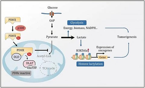 Liver Cancer: Cancer cells are known to favor aerobic glycolysis for energy production, a phenomenon termed the Warburg effect. [Newswise]