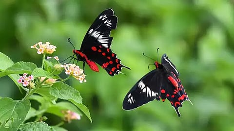 Country Without Butterflies: Butterflies are disappearing in the United States. All kinds of them. With a speed scientists call alarming. [Wikimedia Commons]