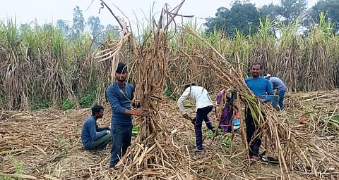 Uttar Pradesh farmers: It is sugarcane harvest season, but Uttar Pradesh Sugar Industry and Sugarcane Development Department’s promotional vehicles buzz around the cane-growing belt of Bijnor [101Reporters]