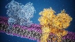 Learning and Thinking: In an effort to understand how brain cells exchange chemical messages [Newswise]
