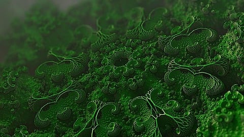 Marine Microbes: A genomic study of hydrogen-producing bacteria has revealed entirely new gene clusters capable of producing large volumes of hydrogen. [Pixabay]