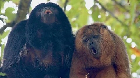 Yodeling Monkeys: A recent investigation led by voice scientist Christian T. Herbst from the University of Vienna and colleagues from Anglia Ruskin University [Newswise]