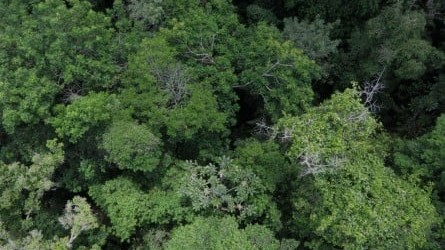 Climate Change: A major new study has revealed that tropical forests across the Americas are not adapting quickly enough to climate change [Newswise]