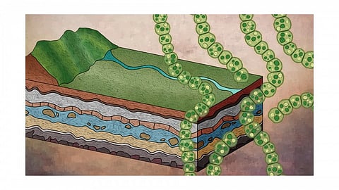 Map Bacterial Evolution: Microbial organisms – particularly Bacteria – dominate life on Earth [Newswise]