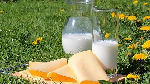 Lactic acid bacteria: A new study maps how specific lactic acid bacteria can enhance both the flavour and nutritional quality of plant-based dairy alternatives. [Pixabay]