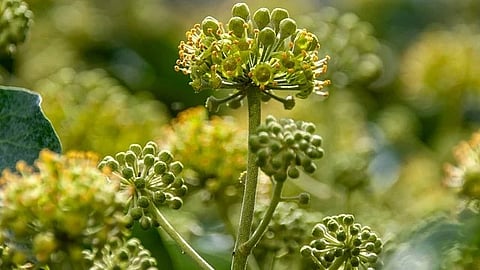 Hidden Forces: Plants don’t just grow, they build. From towering trees to delicate flowers, complex plant shapes are sculpted with remarkable precision. [Pixabay]