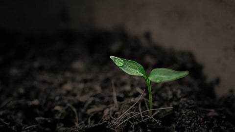 Soil contamination: Heavy metals in contaminated soils induce oxidative stress in plants, leading to growth issues and metabolic disruptions. [Pixabay]