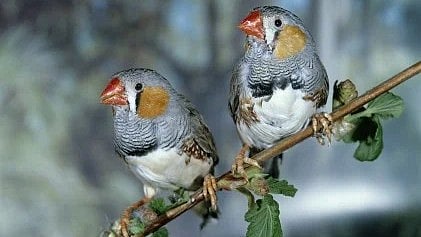 “Two small colorful birds perched on a branch, with striped feathers and orange patches on their faces.”