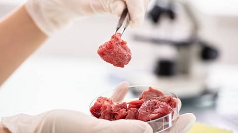 lab-grown meat: It is possible to grow meat in a laboratory. Then you can make a burger without needing to slaughter a bull or a cow. [Pixabay]