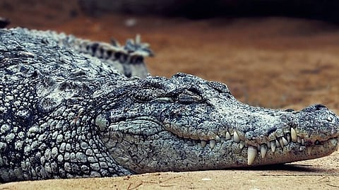 Dinosaur-eating giant: An international research team led by the University of Tübingen’s Dr. Márton Rabi has found that the giant crocodile Deinosuchus [Pixabay]