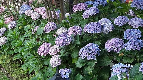 An Atheist is usually defined as someone who does not believe in God. [ Maria Wirth ]