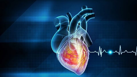 Heart failure: When the workload on the heart increases, the ventricular wall may thicken too, known as cardiac hypertrophy. [AlphaGalileo]