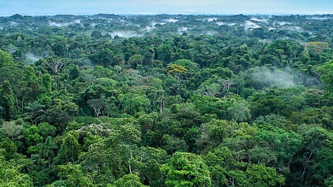 Nordic studies: The studies analysed for the systematic review show that the species richness of full-canopy forests increases as the forest gets older.[Pixabay]
