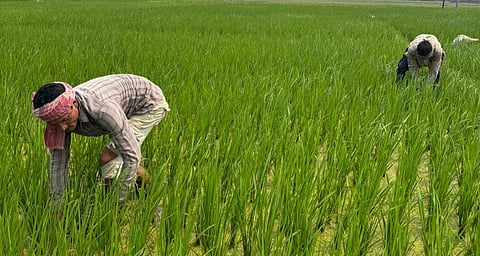 Sowing hope: “Prokitir niyam kuneo bhangibo nuware,” no one can defy nature’s rules, Jiten Pegu, a farmer from Charigharia village in Assam’s Majuli district [101Reporters]