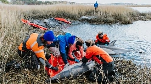 Groundbreaking Research: Toothed whales use sound to find their way around, detect objects, and catch fish. [Newswise]