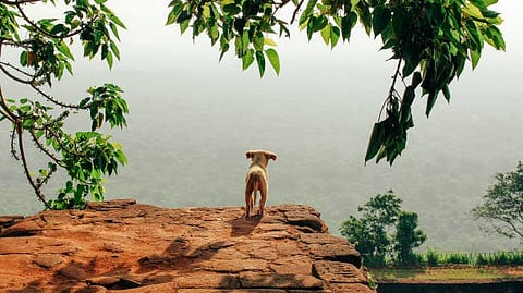 The Wildlife Conservation Society (WCS) will host its annual gala on Thursday, June 12, 2025 at the iconic Central Park Zoo [Pixabay]