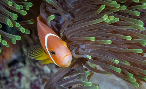 A new study from the University of Vienna reveals that sea anemones use a molecular mechanism known from bilaterian animals [Pixabay]
