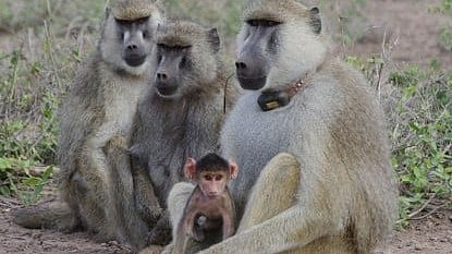 Female Baboons: Besides humans, very few mammals receive care from their fathers. [Newswise]