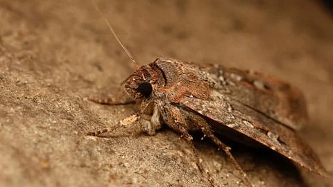 The moths lie dormant in the cool, dark shelters throughout summer, and in autumn make the return journey to breed and die. [Newswise]