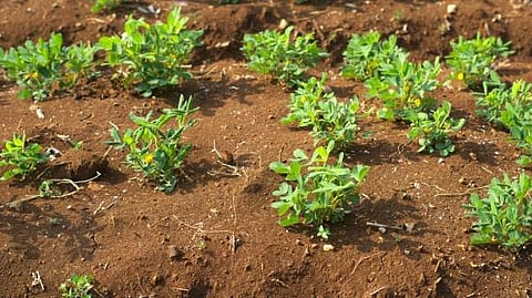 Soil health: Soil is the core resource of agricultural production. [Pixabay]