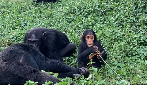 In a new study comparing social curiosity in chimpanzees and children [Newswise]