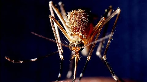 Malaria: Malaria cases in the Asia Pacific region have surged in the last few years, reaching 4.8 million in 2024 [Pixbay]