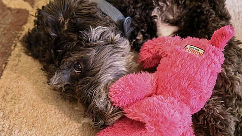 Pets may get bothered by the noise of 4th july [Michigan Public]