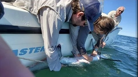 Maria Manz, center, tags a thresher shark for the SoMAS study that assessed the migration patterns of various shark species over a five-year period.