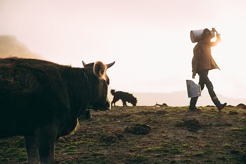 Modern dairy cows are milk-producing powerhouses