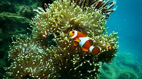 A clownfish swims among sea anemones underwater.