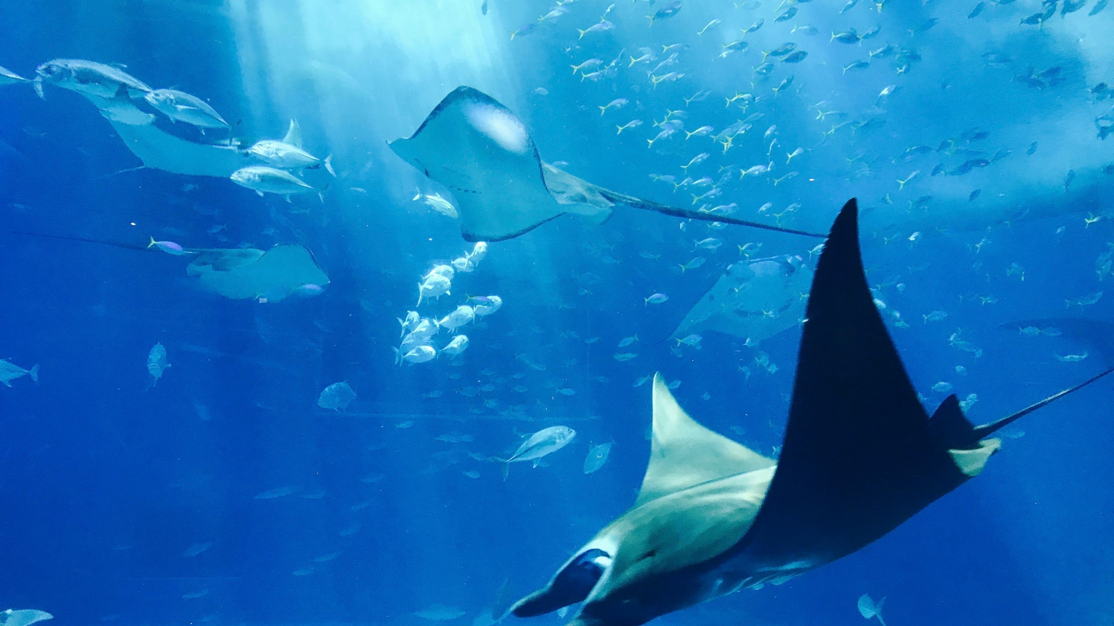 image of underwater ocean