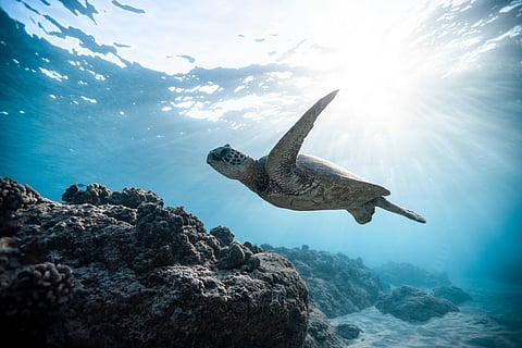 Sea turtle under water