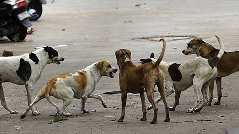 SC orders relocation of Stray Dogs in Delhi NCR
