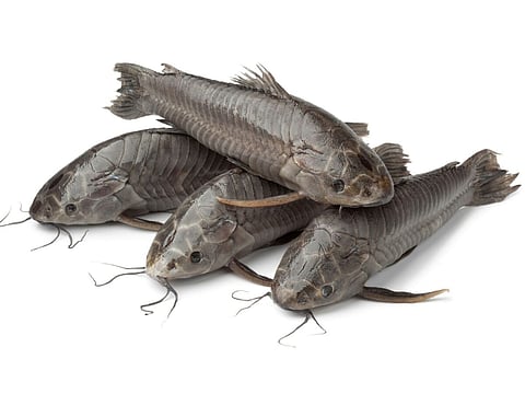 Image of the Hoplosternum littorale (cascadu) 