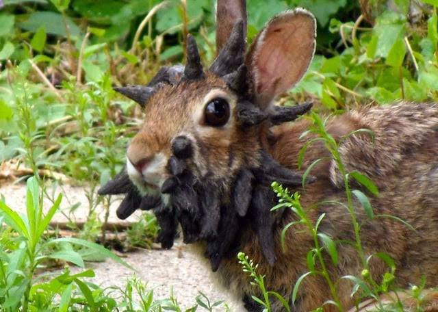 Frankenstein Bunnies spotted in Colorado USA