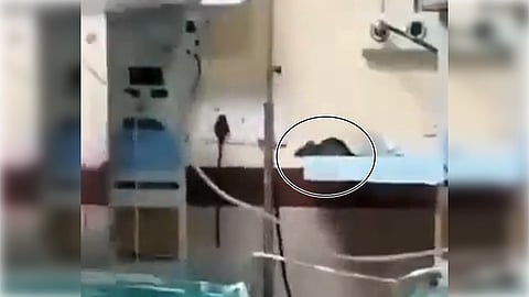 MP shocker: Rodents bite two newborn babies in ICU, one dies