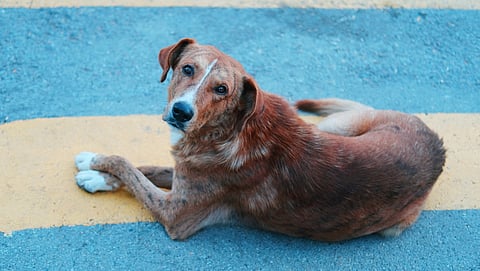 Street dog on floor