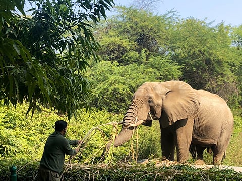 Shankar eating sugarcane in the winter