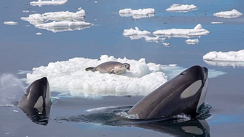 Most winters, sea ice covers the entire surface of the Arctic Ocean basin, even extending into the northern North Atlantic and North Pacific. Even in late summer, sea ice used to cover about half the Arctic Ocean. However, the late summer ice has declined by about 50% since routine satellite observations began in 1978.