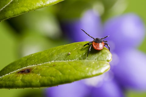 Hokit found deer ticks for the first time in northeastern Montana earlier this year. Deer ticks are infamous for transmitting Lyme disease and can infect people with other pathogens.

