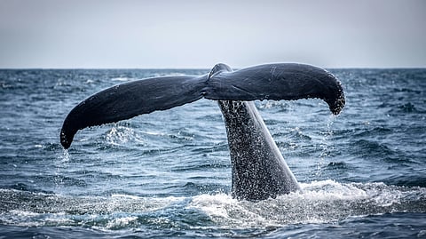 Whale diving down in ocean