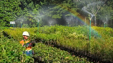 PT Vale, a nickel mining company in Indonesia, set up a tree nursery in South Sulawesi to prepare for the reforestation of former mines