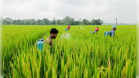  Bastar: Farmers spray pesticides on a paddy field to protect crops in Jagdalpur, Bastar, on Sunday, October 05, 2025