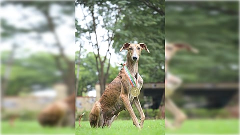 Indigenous Indian breed dog Mudhol Hound