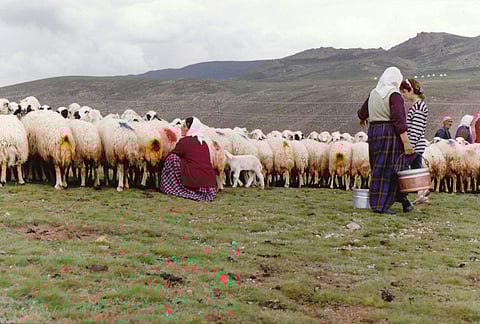In the image, several women are seen milking a herd of sheep, collecting the milk in buckets.