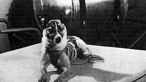 Image of black and white image of Laika the dog sitting across sputnik2 on which it travelled to space.