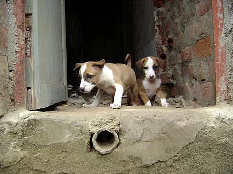 2 stray puppies sitting in a doorway.
