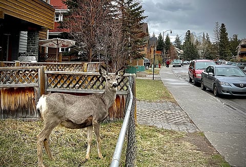 A deer standing in the front yard of a house with a wooden fence on one side and a chainlink one on the other. The road is also visible on the right with cars parked.